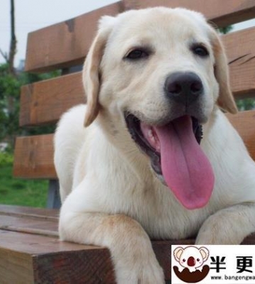 拉布拉多幼犬咬东西的阶段