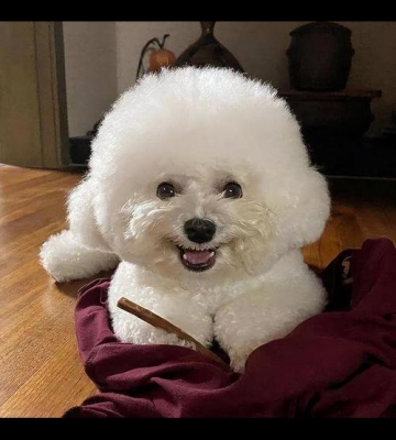 比熊总爱咬东西怎么办