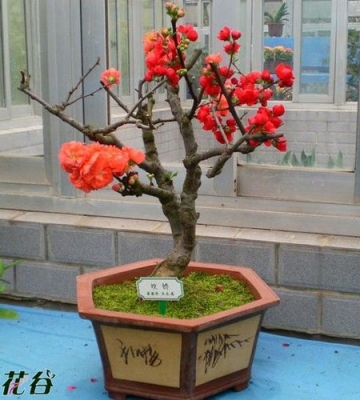 盆栽海棠花栽培及管理