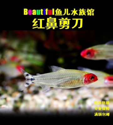 怎样训练红鼻剪刀