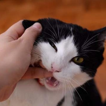 猫咪乱咬东西怎么办