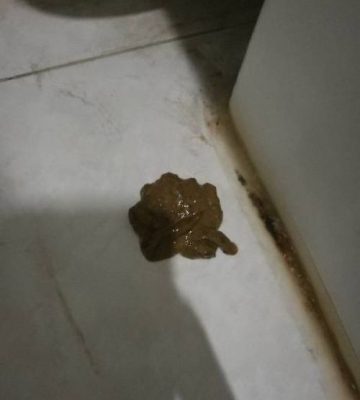 狗便便总是带白的东西