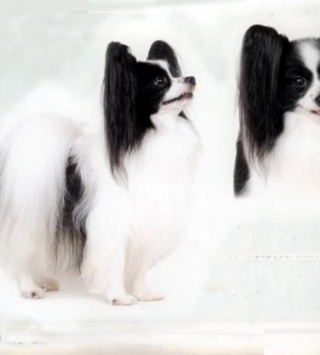 蝴蝶犬多大训练