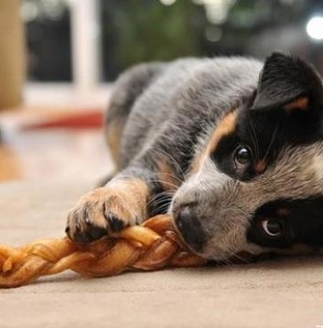 怎么训练狗狗不乱捡食