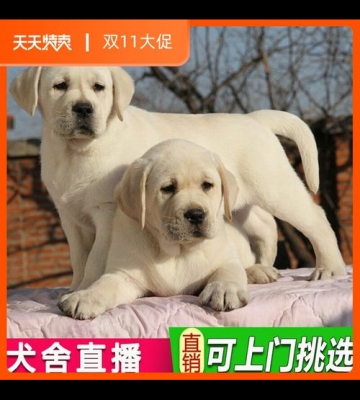 幼犬拉布拉多训练方法