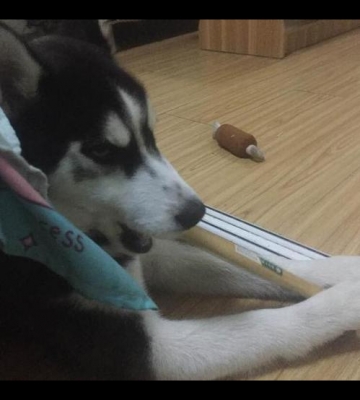 怎么让哈士奇不咬东西怎么办