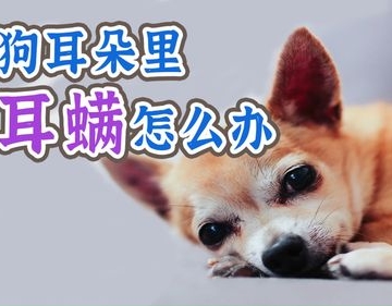 狗狗耳朵流东西出来怎么办
