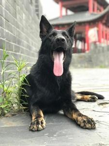 东德牧羊犬训练基地