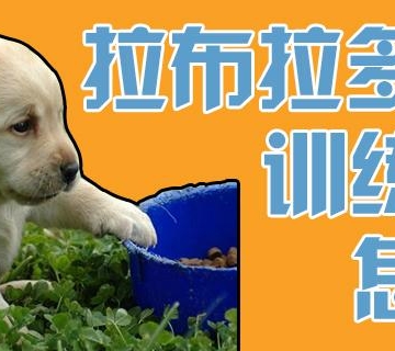 怎么训练拉布拉多出门拉屎