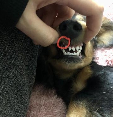 狗狗牙齿卡了东西怎么办