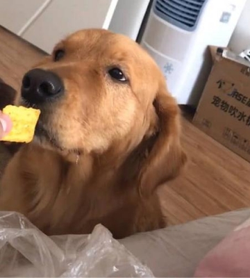 金毛犬可以吃的东西