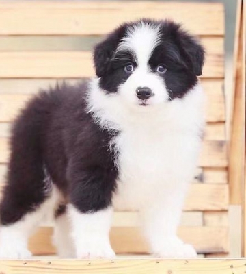 边牧幼犬如何训练动作