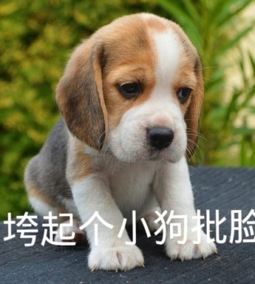 训练狗狗做表情