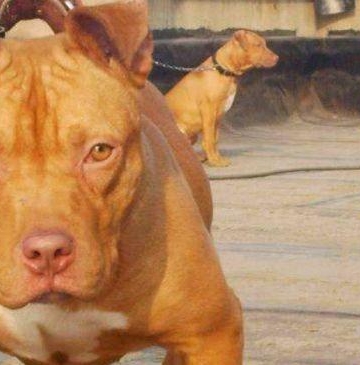比特犬训练能量用药