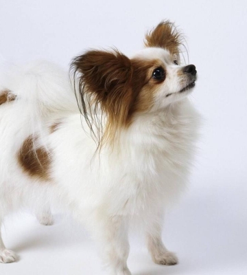 蝴蝶犬训练小狗大小便