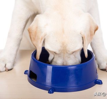狗狗为什么突然什么也不吃东西怎么