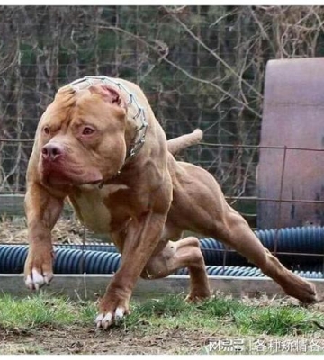 比特犬训练怎么补能量