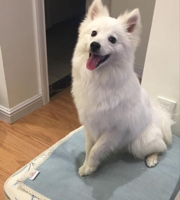 训练银狐狗狗教程视频