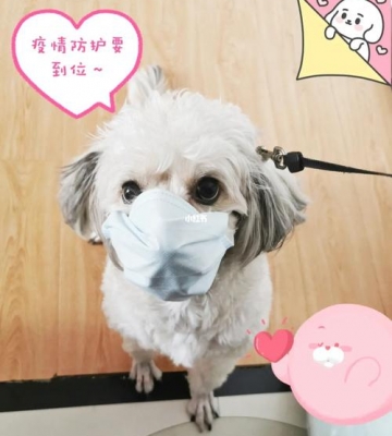 训练狗狗戴口罩