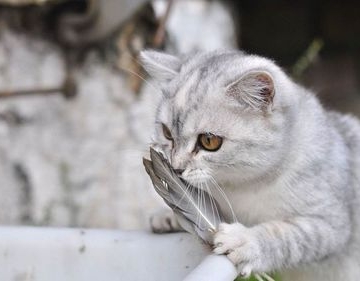 猫肝硬化不能吃的东西