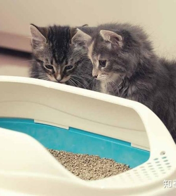 怎么训练猫咪在规定的地方大便