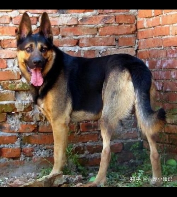 昆明犬不吃东西怎么办