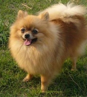 博美犬拉肚子吃什么东西好