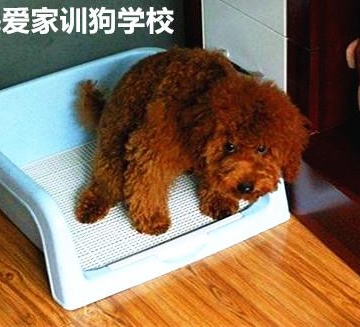 宠物狗泰迪定位排泄训练