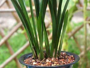夏季兰花种植注意事项