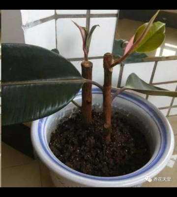 橡皮树扦插注意事项