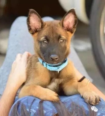 训练幼犬网站是什么样的