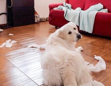 怎么训练狗狗不破坏家里东西