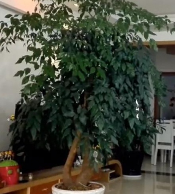 大富贵树的养殖方法