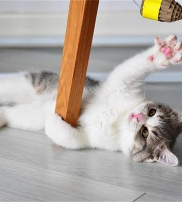 训练猫智商