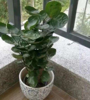 金钱兜养殖方法