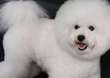 比熊犬怎么训练肌肉