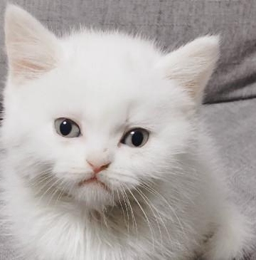猫咪受伤后又吐又拉不吃东西