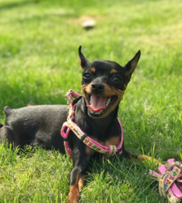 给小鹿犬训练
