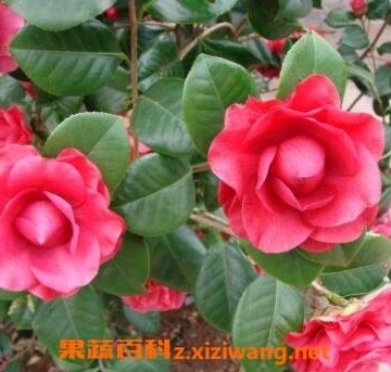 =香茶花的养殖方法