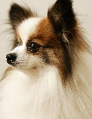 蝴蝶犬幼犬的训练