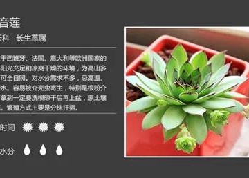 多肉植物的栽培管理
