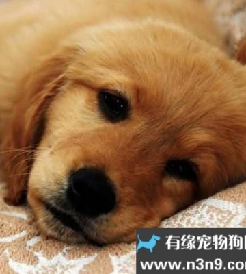 小狗狗不吃东西还呕吐怎么办