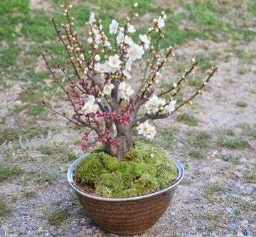 梅花栽培方法