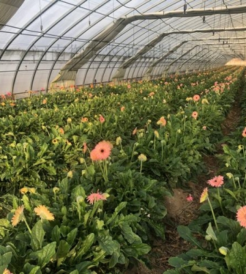 花卉大棚栽培管理技术