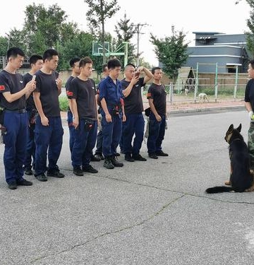 犬 立科目训练