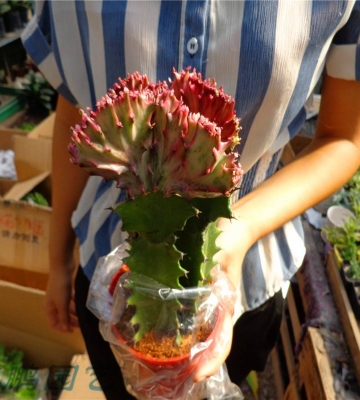 多肉植物麒麟养殖方法
