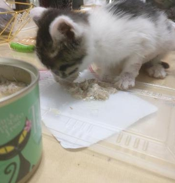 两个多月的猫能吃什么东西怎么回事