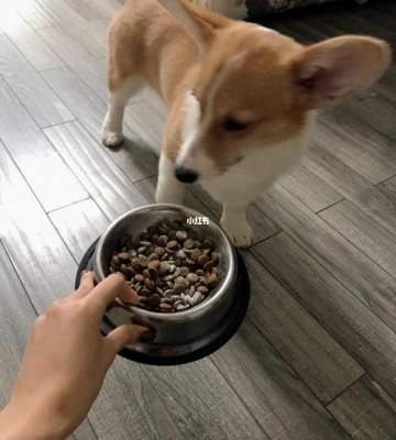 狗粮泡过狗不吃东西怎么办