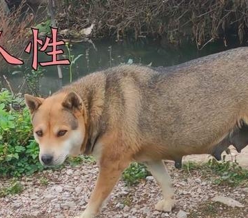 训练土狗不吃别人的东西