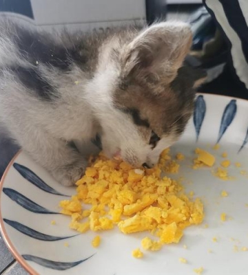 小猫回家两天不吃东西怎么办